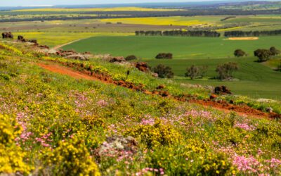 Timing is everything… a carbon farming story